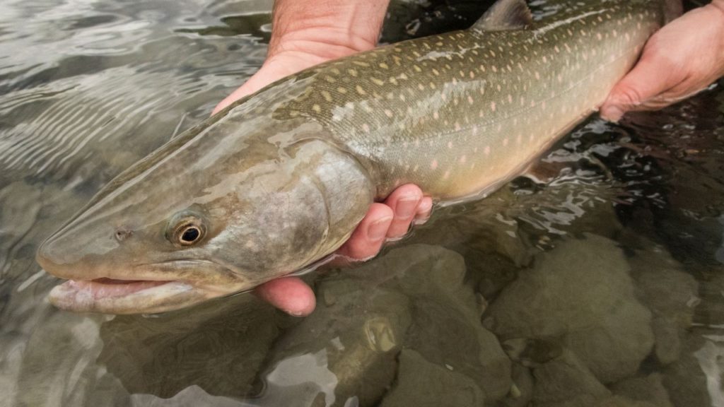 A person holding a live Bull trout