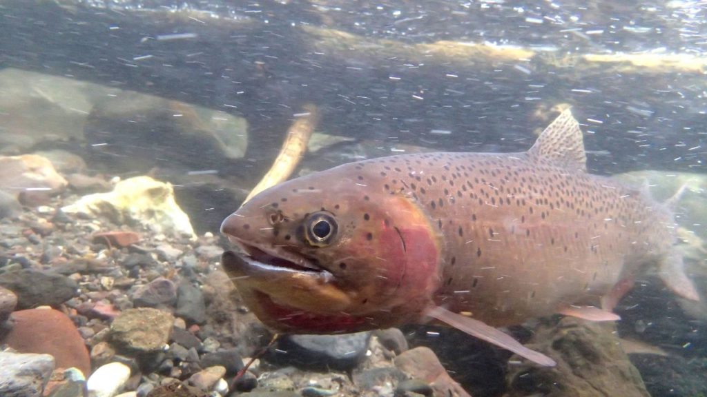 A photo of Cuttbow trout underwater