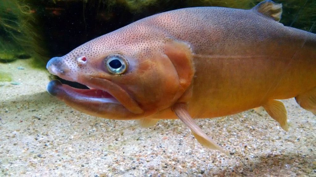 Picture showing the distinct face of the Gila trout