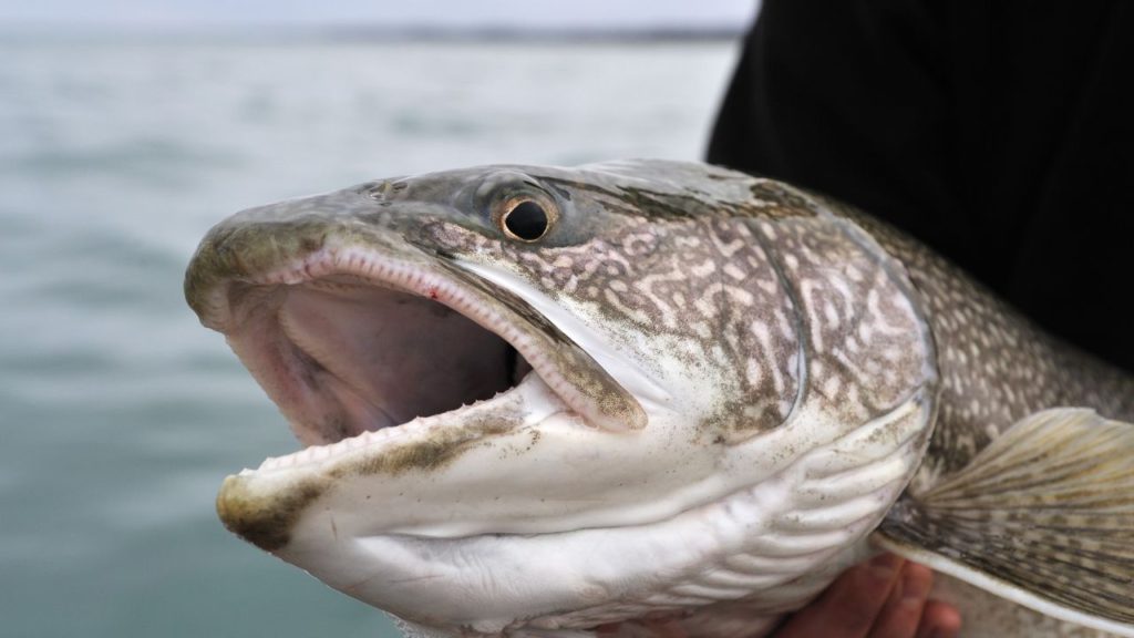Photo showing the face of a Lake trout