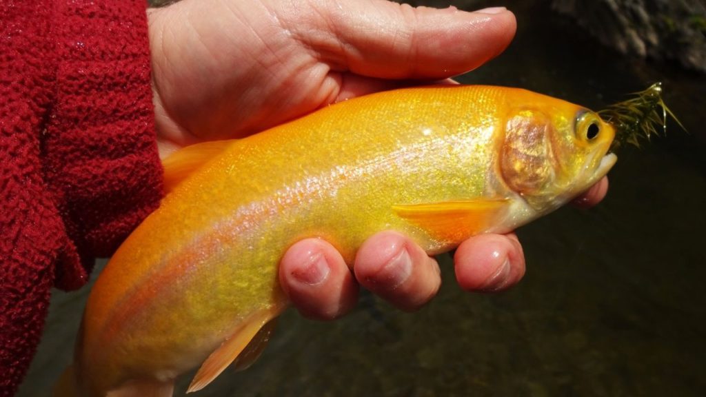 A person holding a Palomino trout