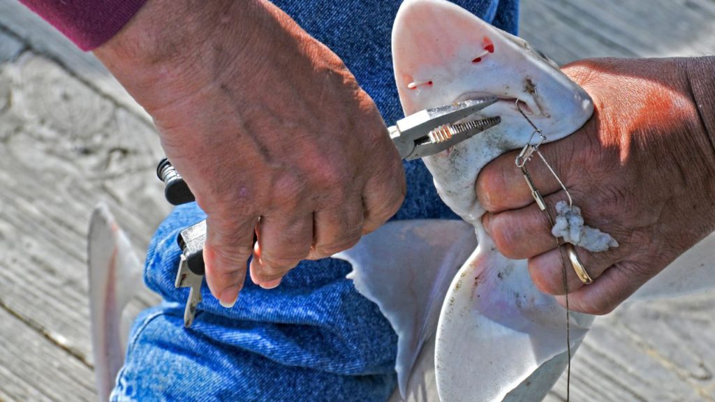 An angler using a fishing pliers to remove a fishing hook