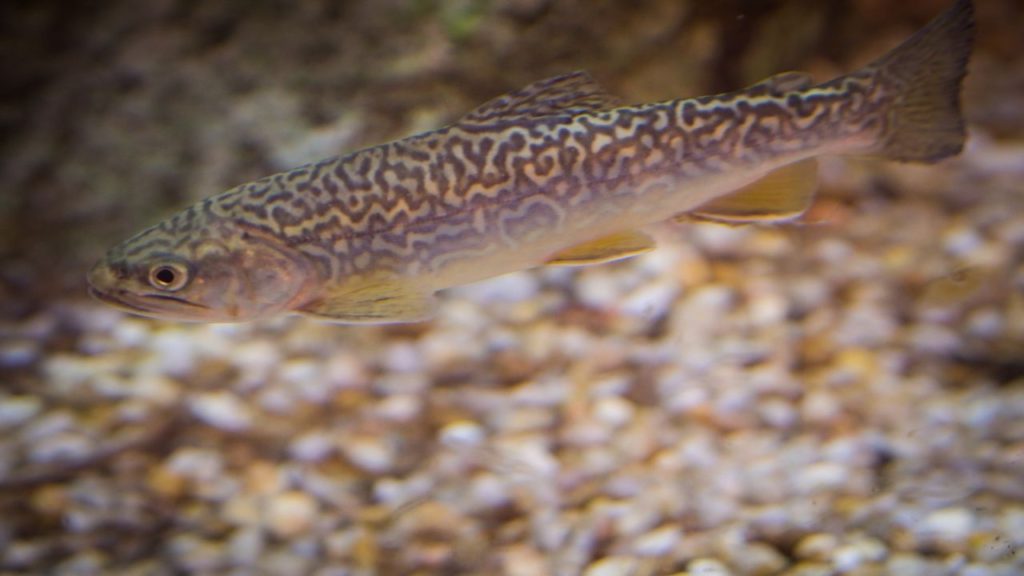 A photo of a Tiger trout, one of the well-known types of trout species that is a hybrid