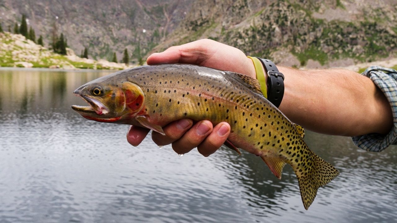 17 Different Types of Trout Species You'll Encounter Fished That