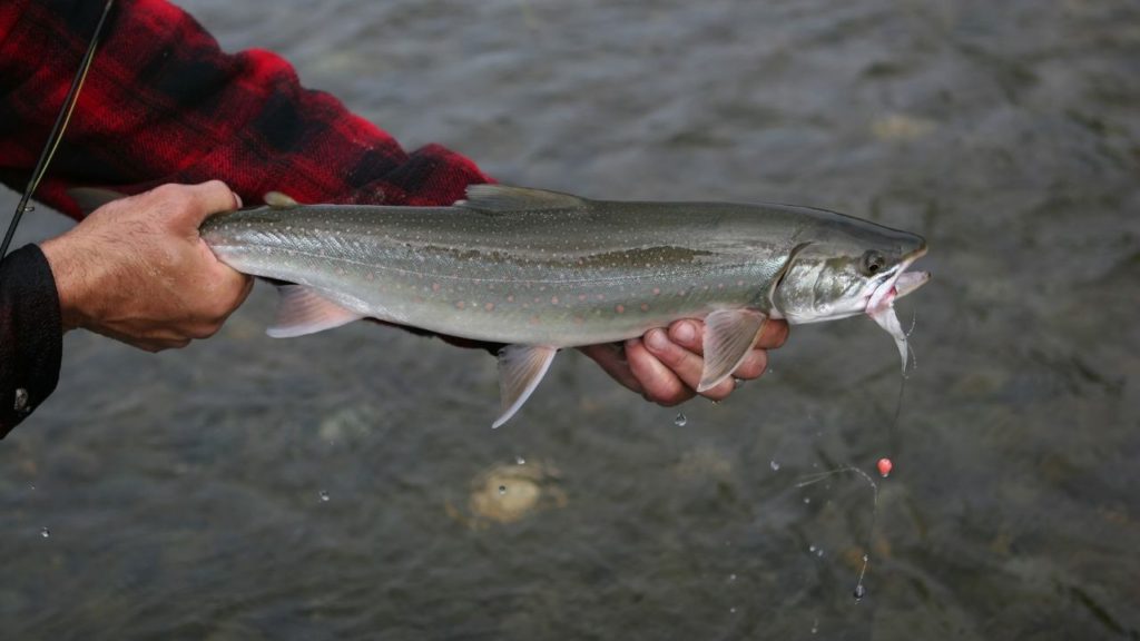 An angler holding a Dolly Varden trout