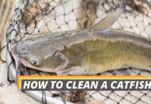 How to clean a catfish featured image from Fished That