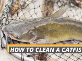 How to clean a catfish featured image from Fished That