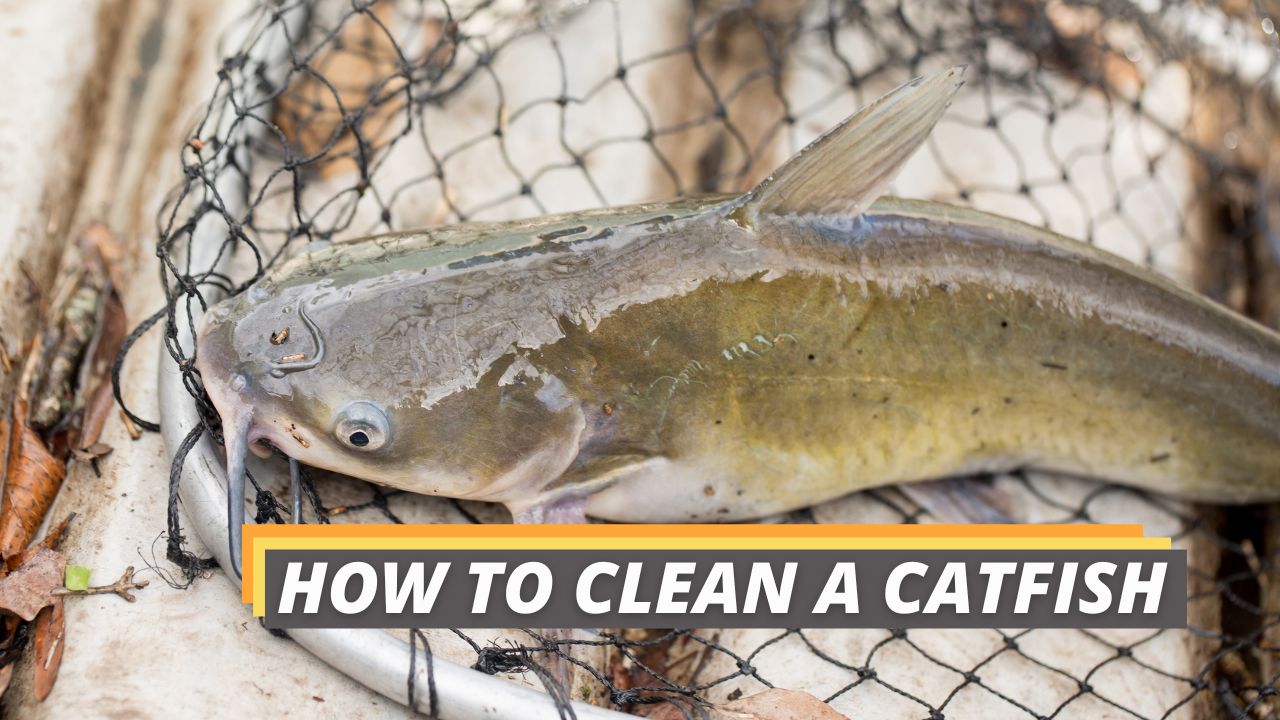 How To Clean A Catfish Without Skinning How to Clean a Catfish - Fast and Fool-Proof! - Fished That