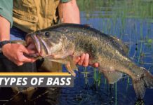 Types of bass featured image from Fished That