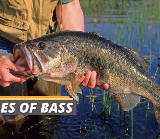 Types of bass featured image from Fished That
