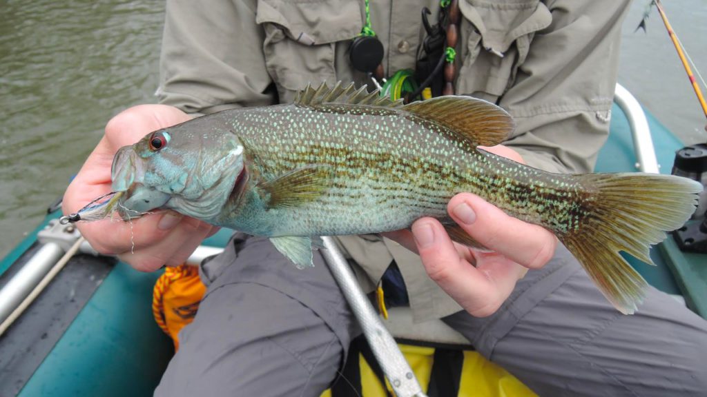 An angler holding a freshly caught Redeye Bass