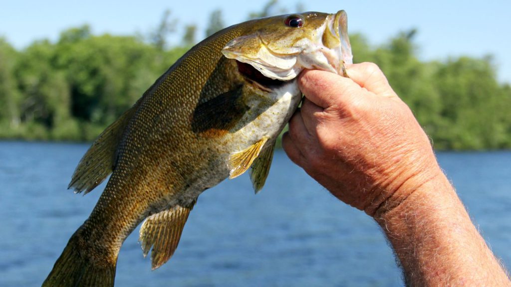 A hand holding a live small mouth