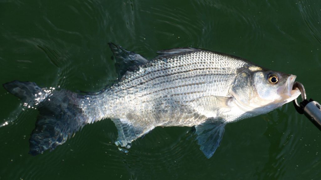 A live White Bass fish hooked