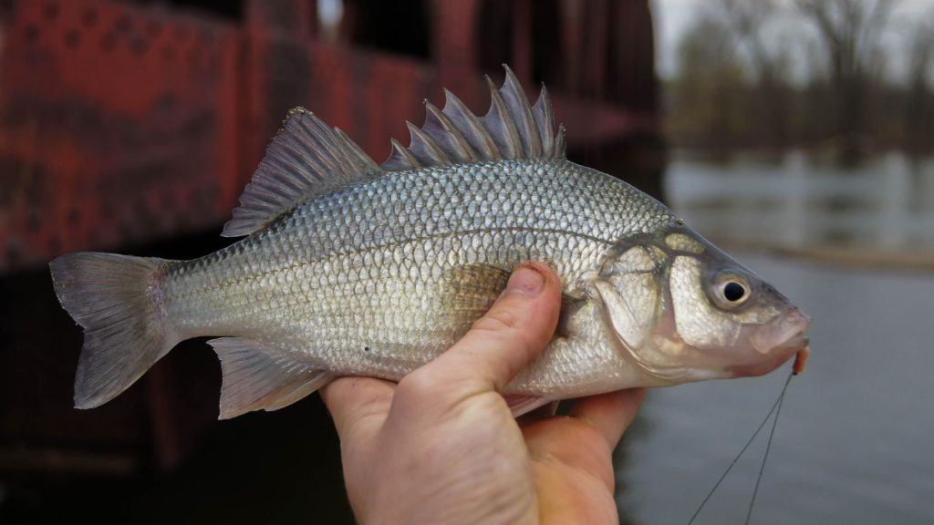 A hand holding a White Perch, a type of bass fish