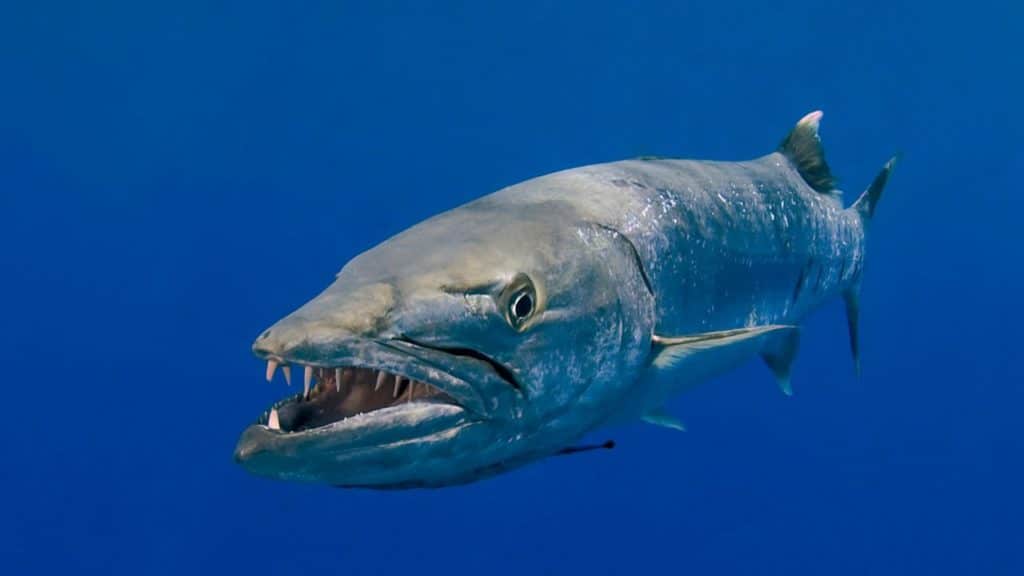 Photo of a barracuda