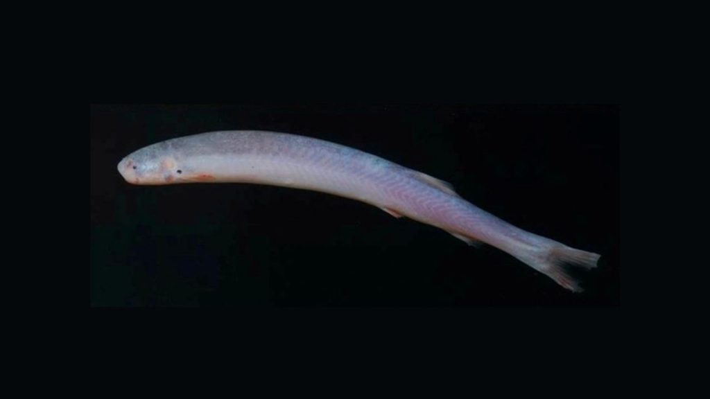 photo of parasitic fish, candiru