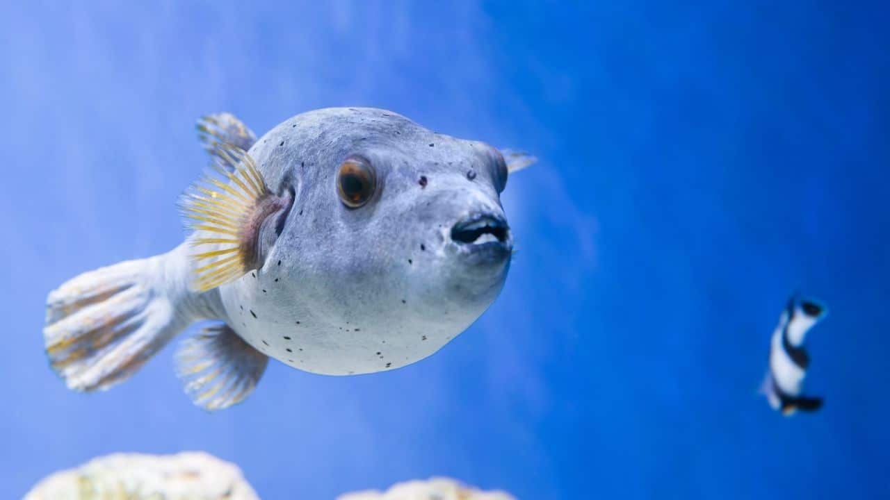 Photo of Fugu fish