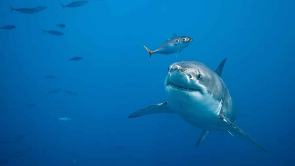 Photo of a great white shark swimming in the ocean