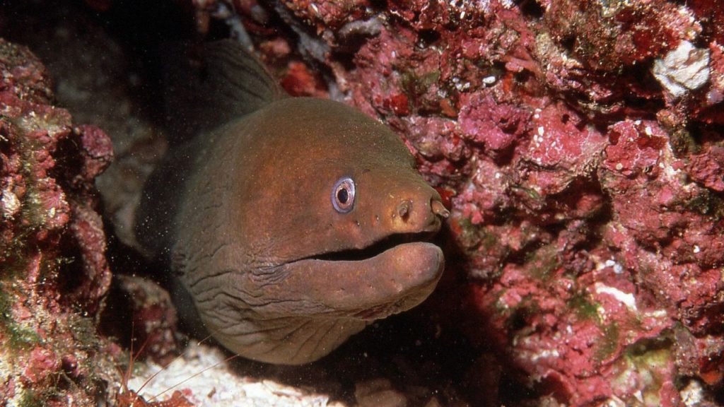 Photo of Moray eel