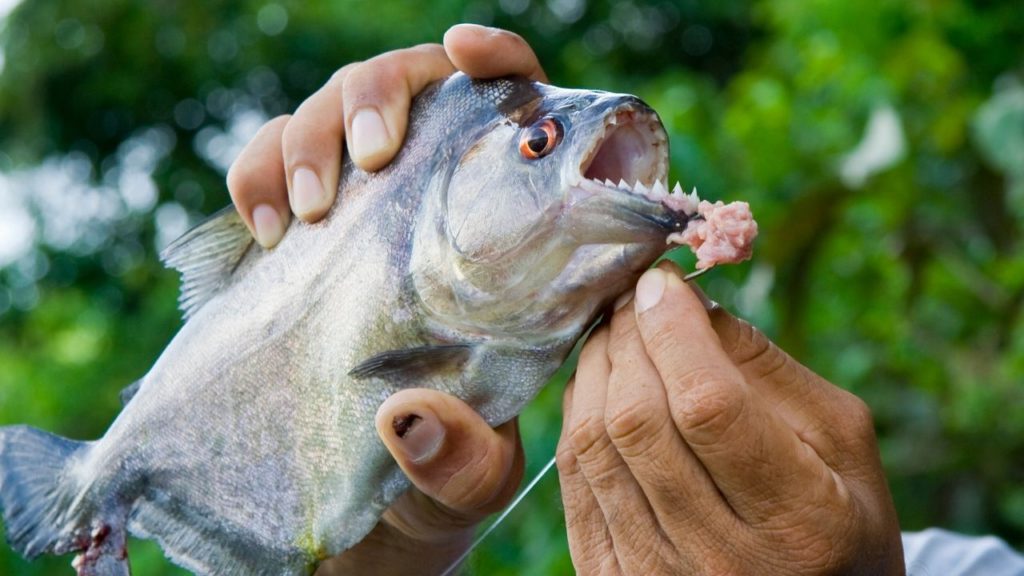 An angler handling a piranha