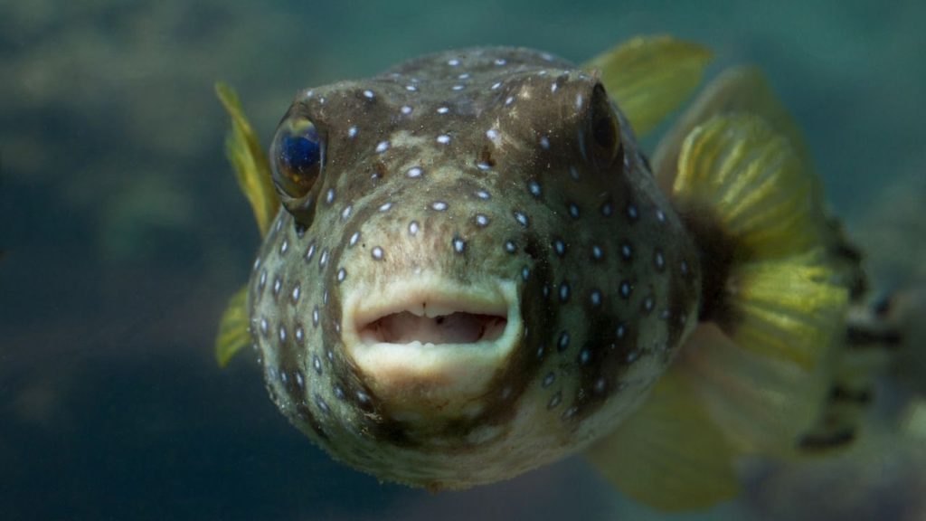 Close-up photo of a puffer fish