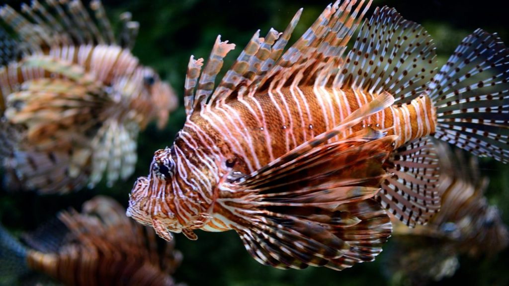 Photo of red lion fish.
