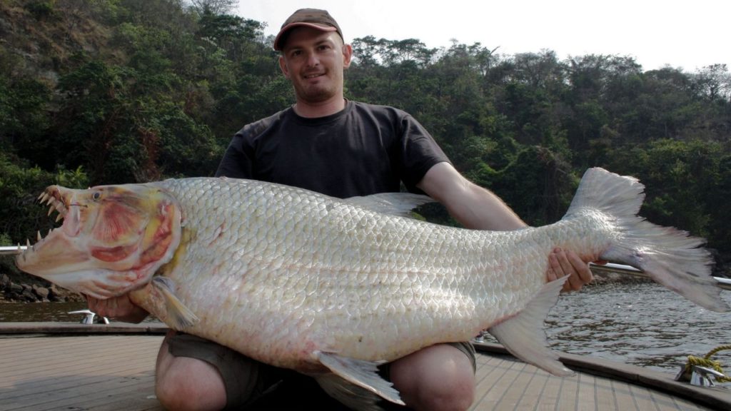 an angler holding a giant tigerfish