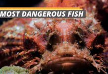 Dangerous fish featured image from Fished That
