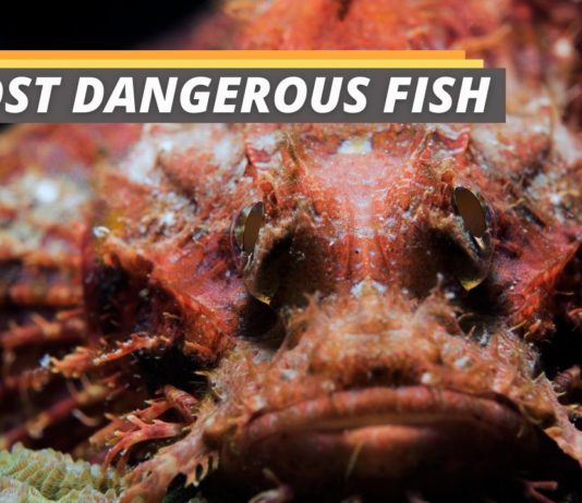 Dangerous fish featured image from Fished That