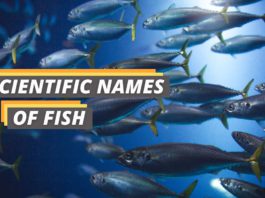 Scientific names of fish featured image from Fished That.