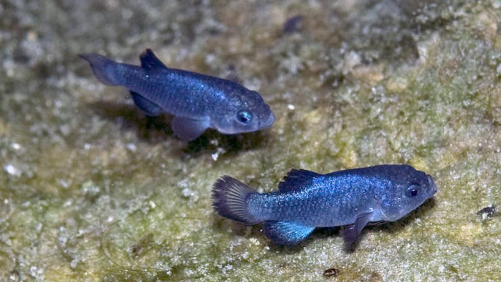 picture of the world's rarest fish, theDevil's Hole Pupfish