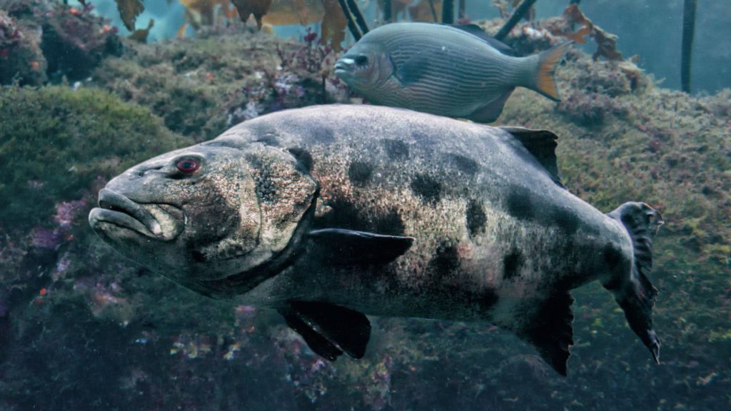 Picture of a Giant Sea Bass swimming