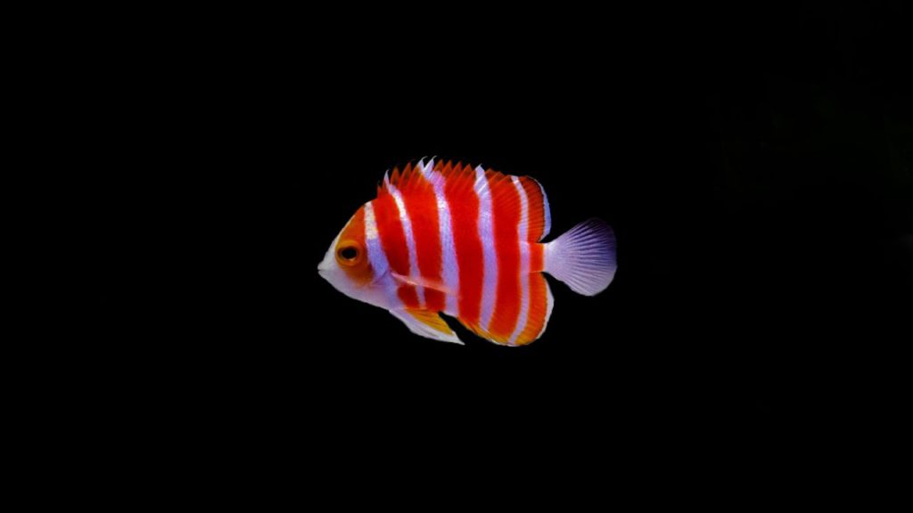 Picture of a Peppermint Angelfish swimming