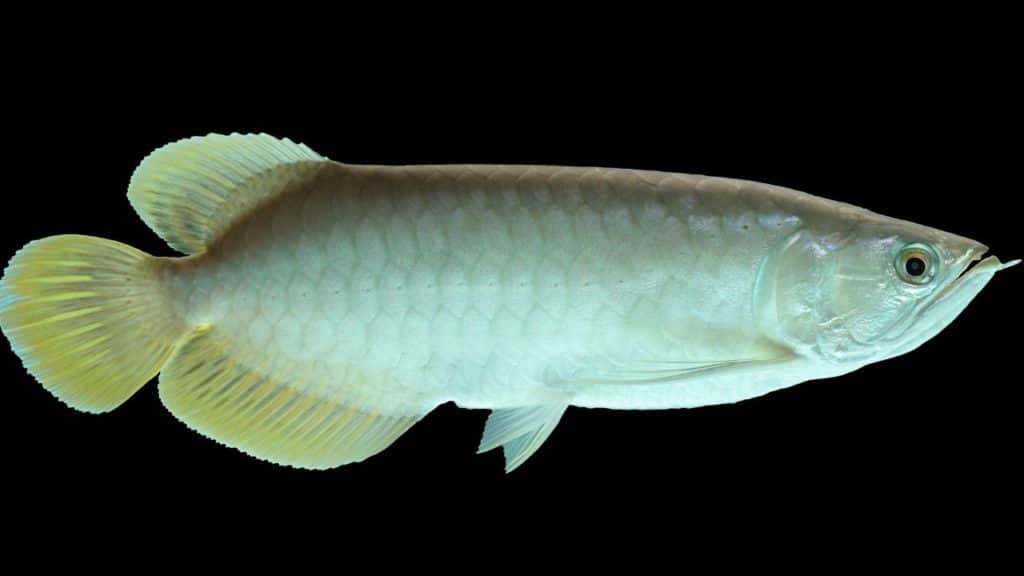 Photo of a Platinum Arowana, one of the rarest and the most expensive fish in the world