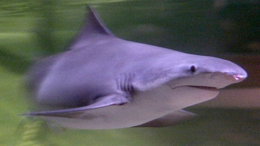 Picture of a Speartooth shark, one of the rarest shark in the world