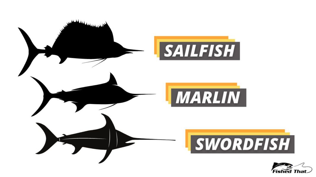Swordfish vs. Sailfish vs. Marlin What Is the Difference? Fished That