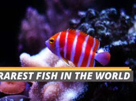 Rarest fish in the world featured image from Fished That.