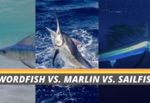 Swordfish vs sailfish vs marlin featured image from Fished That