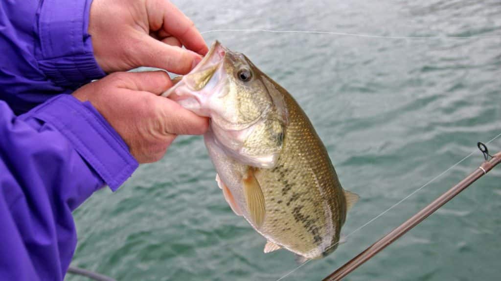 an angler removing the hook from a bass