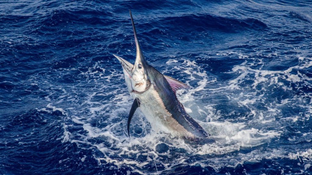 picture of a marlin