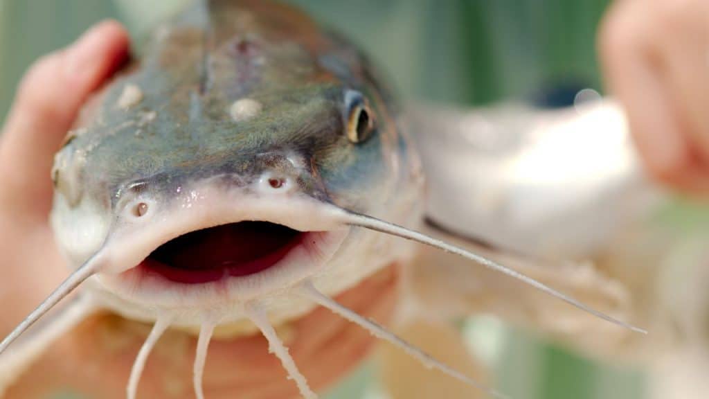 close up pictue of a catfish
