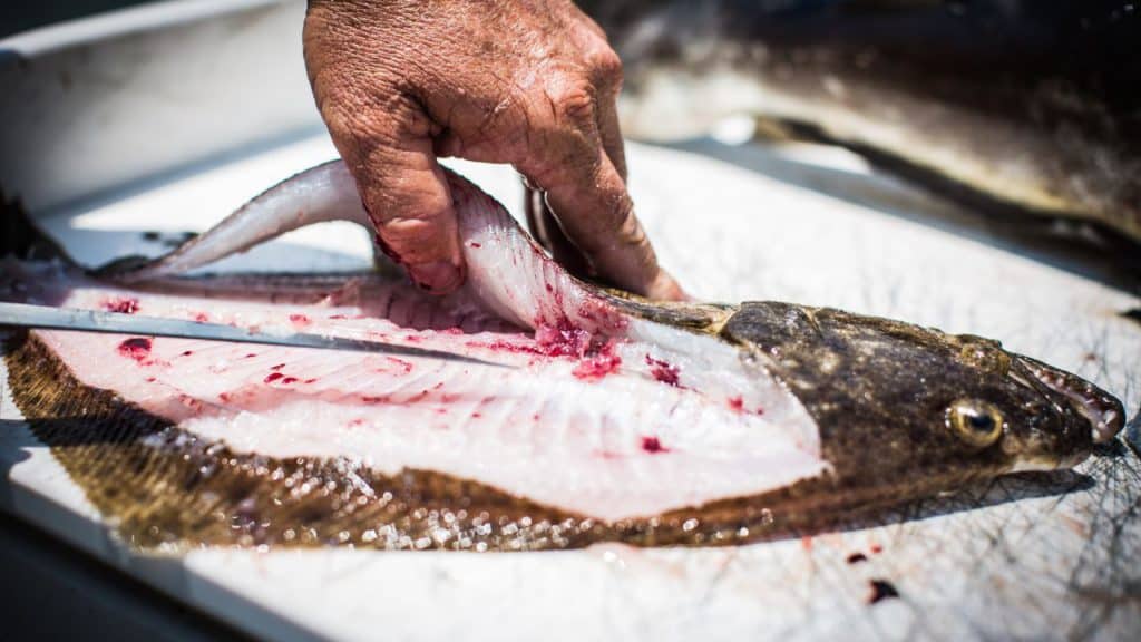 A person filleting a flounder