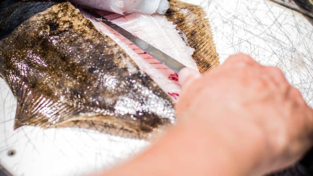 A person using a fillet knife to remove the flounder's meat from the body. 