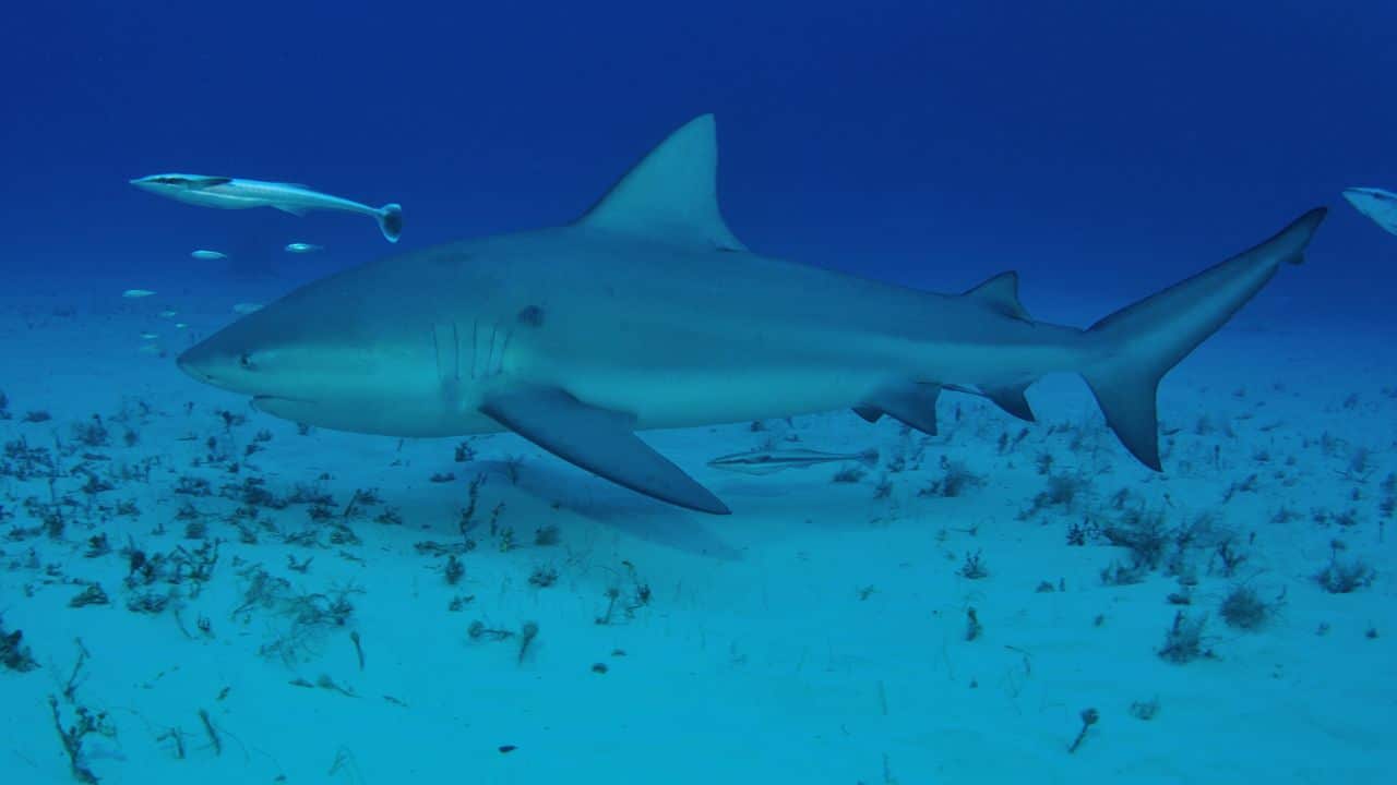 Featured image showing bull shark vs great white.