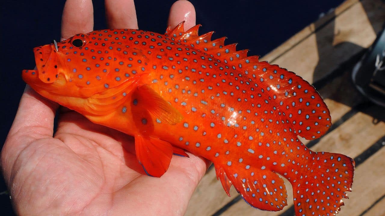 An angler holding a coral trout