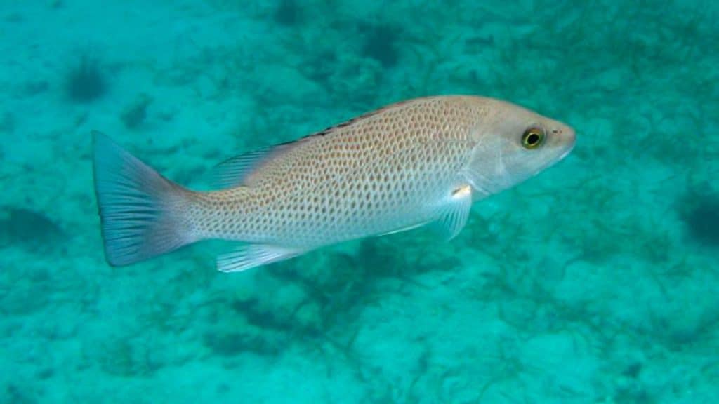 photo of a gray snapper, also known as Mangrove snapper