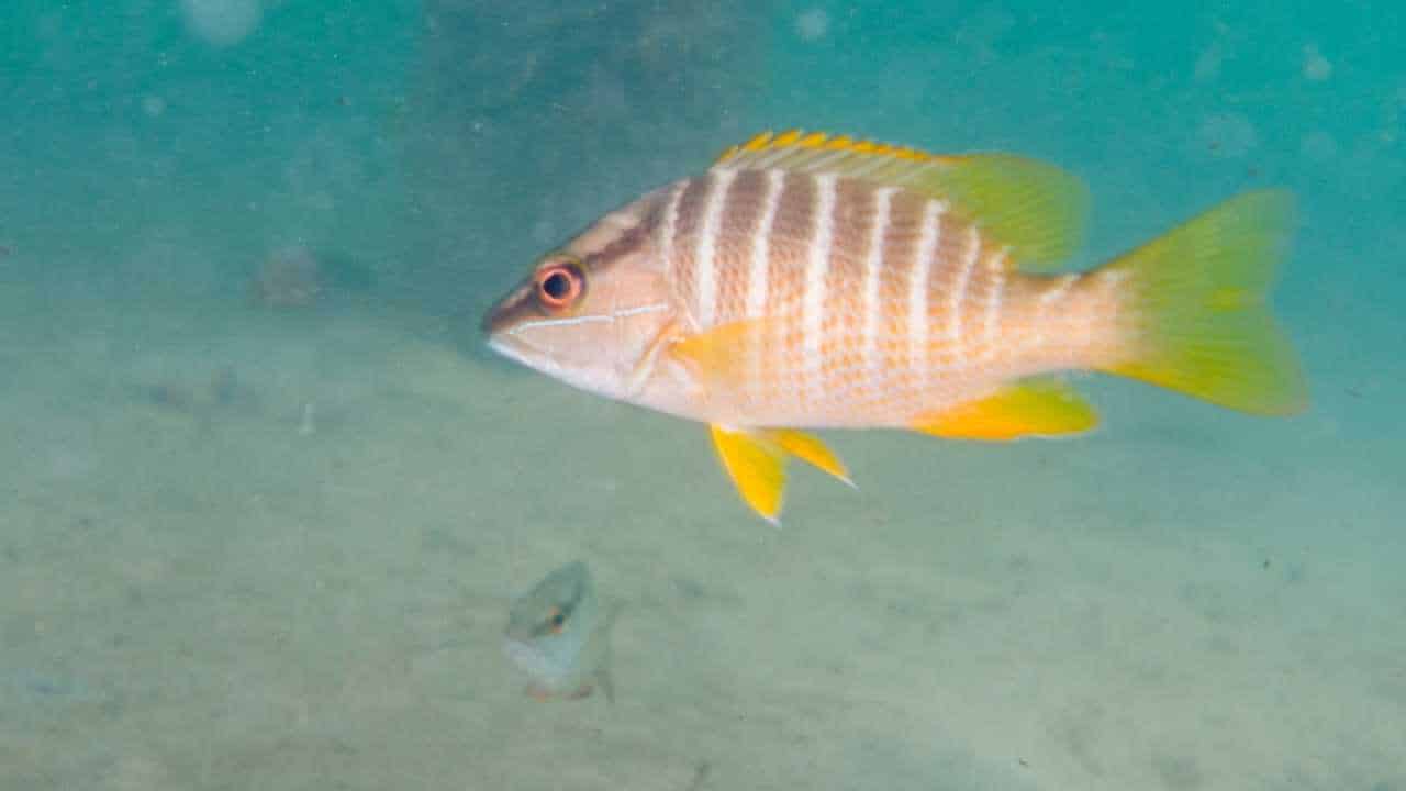 What Are the Different Types of Snapper Fish? - Fished That