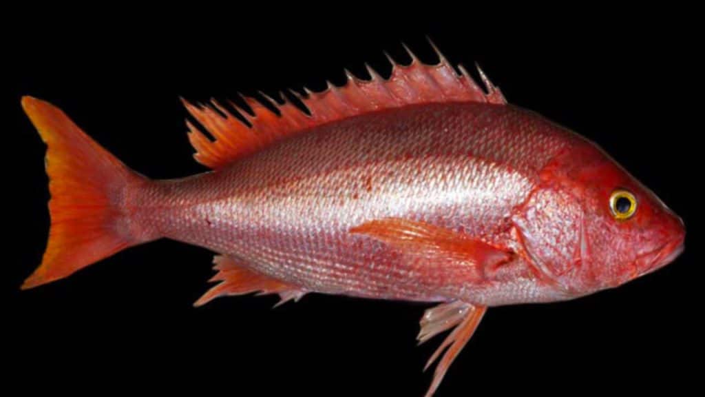 Photo of a silk snapper