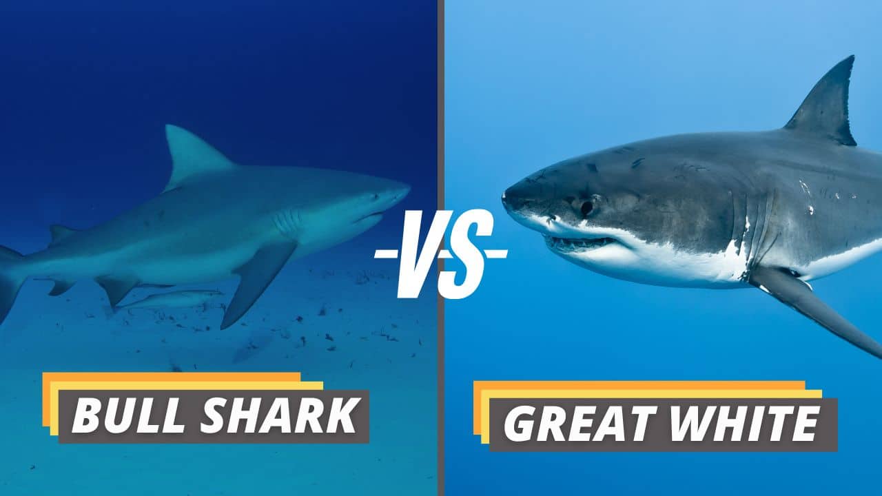 Featured image showing bull shark vs great white.