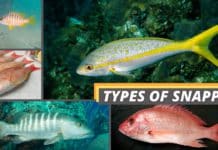 collage of different types of snapper